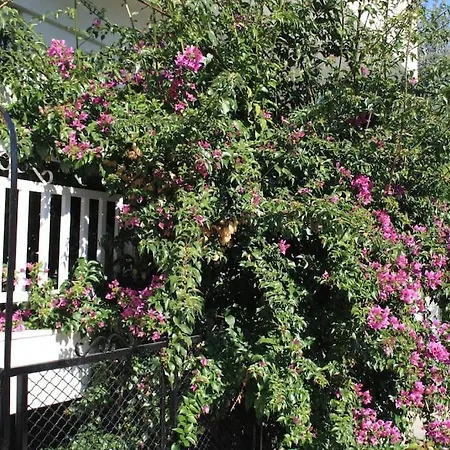 Bougainvillea Daire Pyrgadikia
