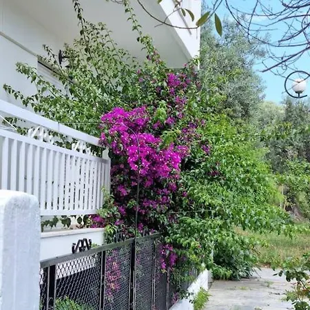 Daire Bougainvillea