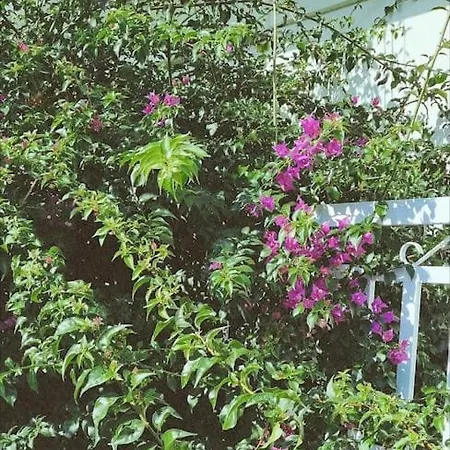 Bougainvillea