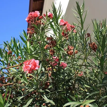 Bougainvillea Daire