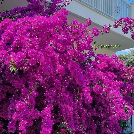 Bougainvillea Apartment